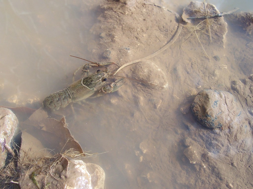Living crayfish in water